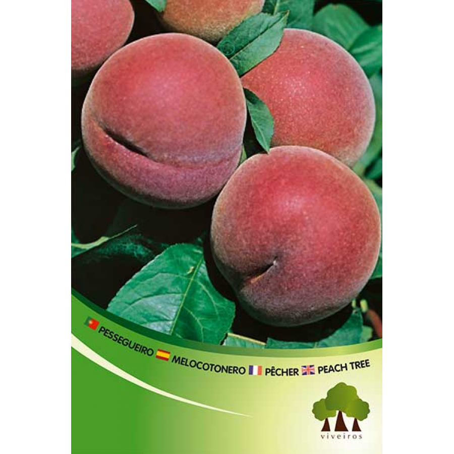 S.ARVORE FRUTO -PESSEGUEIRO EM VASO RED TOP S.ARVORE FRUTO -PESSEGUEIRO EM VASO RED TOP