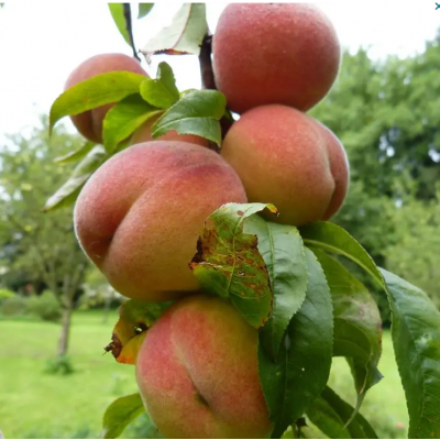 S.ARVORE FRUTO -PESSEGUEIRO EM VASO SPRINGCREST