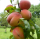 S.ARVORE FRUTO -PESSEGUEIRO EM VASO SPRINGCREST