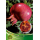 S.ARVORE FRUTO - ROMANZEIRA ASSARIA