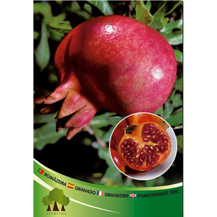 S.ARVORE FRUTO - ROMANZEIRA ASSARIA S.ARVORE FRUTO - ROMANZEIRA ASSARIA