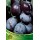 S.ARVORE FRUTO -AMEIXOEIRA EM VASO STANDLEY
