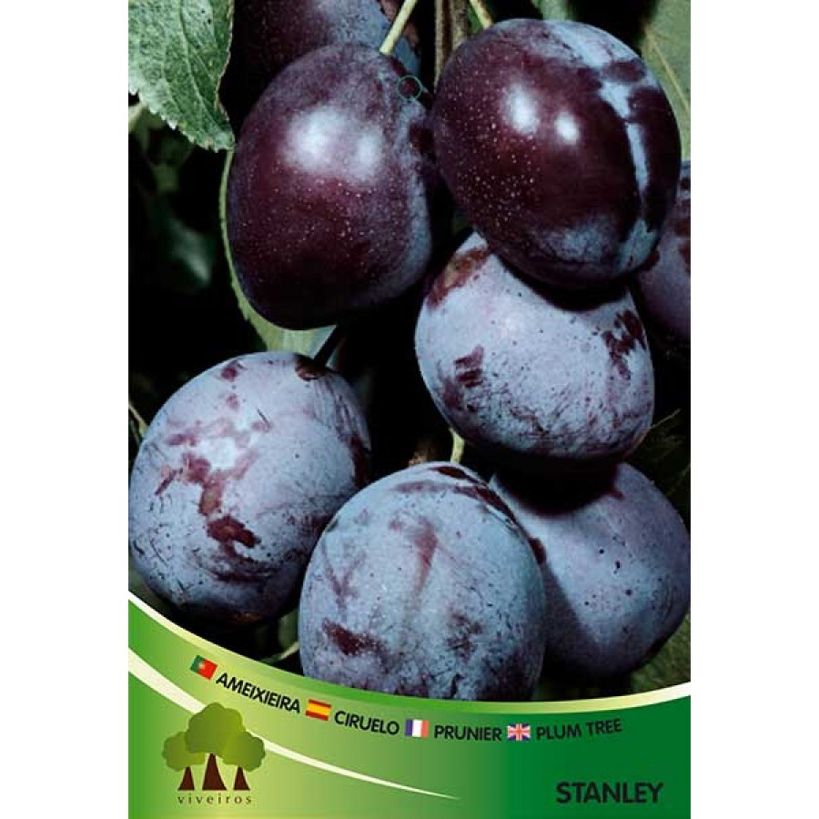 S.ARVORE FRUTO -AMEIXOEIRA EM VASO STANDLEY S.ARVORE FRUTO -AMEIXOEIRA EM VASO STANDLEY