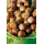 S.ARVORE FRUTO -AVELEIRA EM VASO COUTRAD