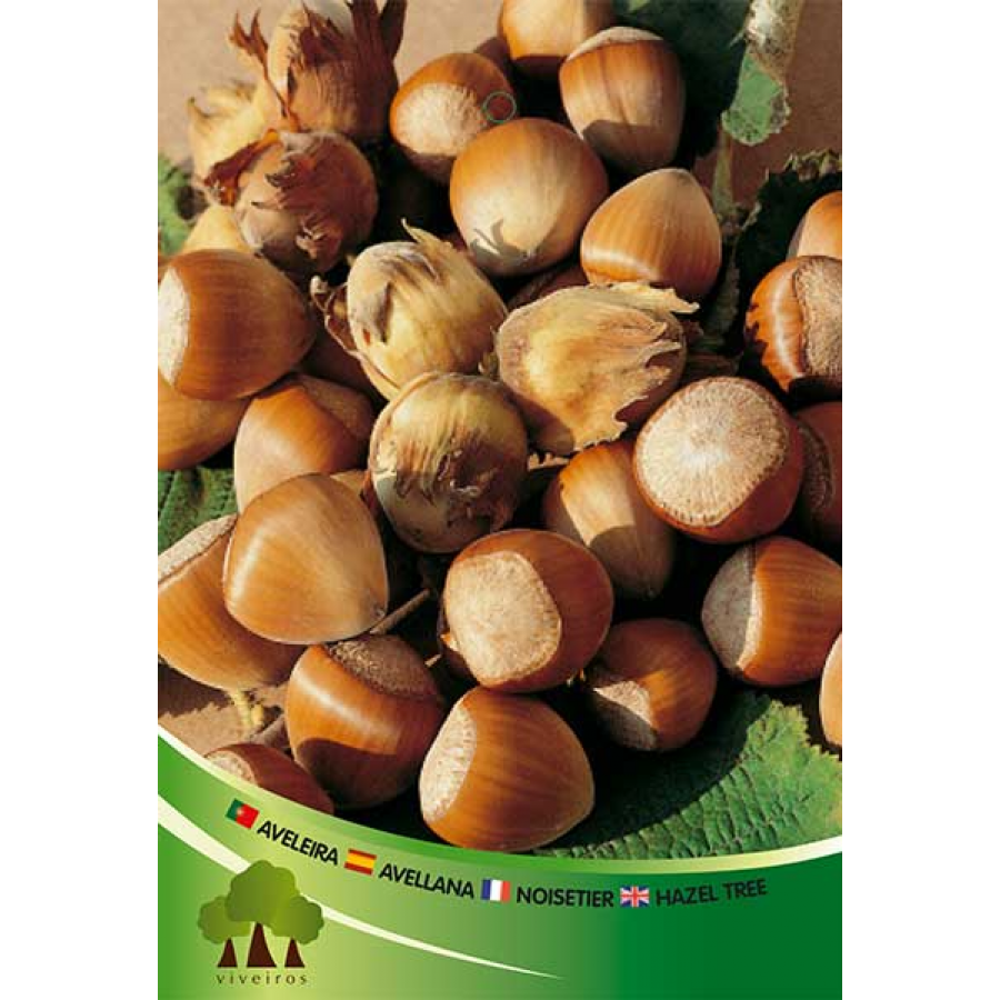 S.ARVORE FRUTO -AVELEIRA EM VASO COUTRAD