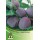 S.ARVORE FRUTO -AMEIXOEIRA EM VASO FRIAR