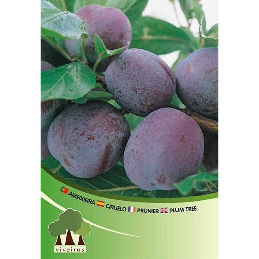 S.ARVORE FRUTO -AMEIXOEIRA EM VASO FRIAR