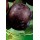 S.ARVORE FRUTO -AMEIXOEIRA EM VASO BLACK GOLD