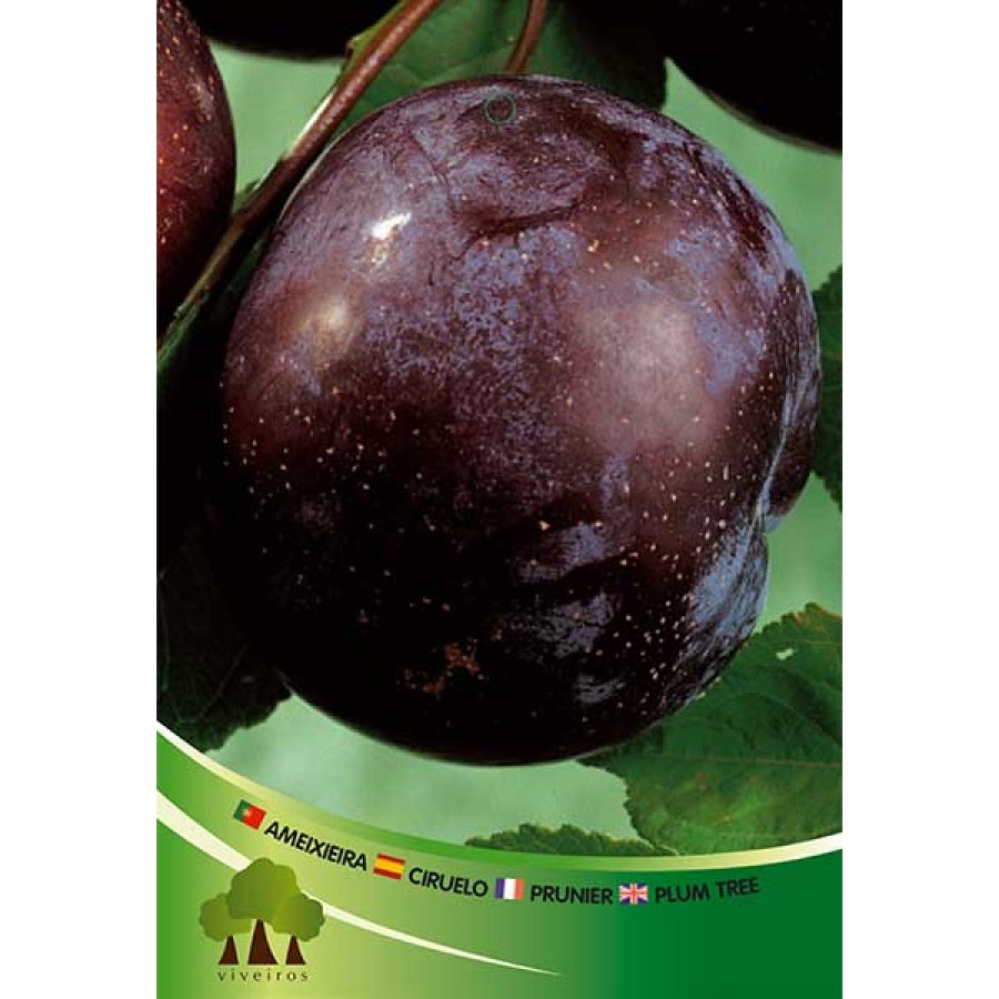 S.ARVORE FRUTO -AMEIXOEIRA EM VASO BLACK GOLD