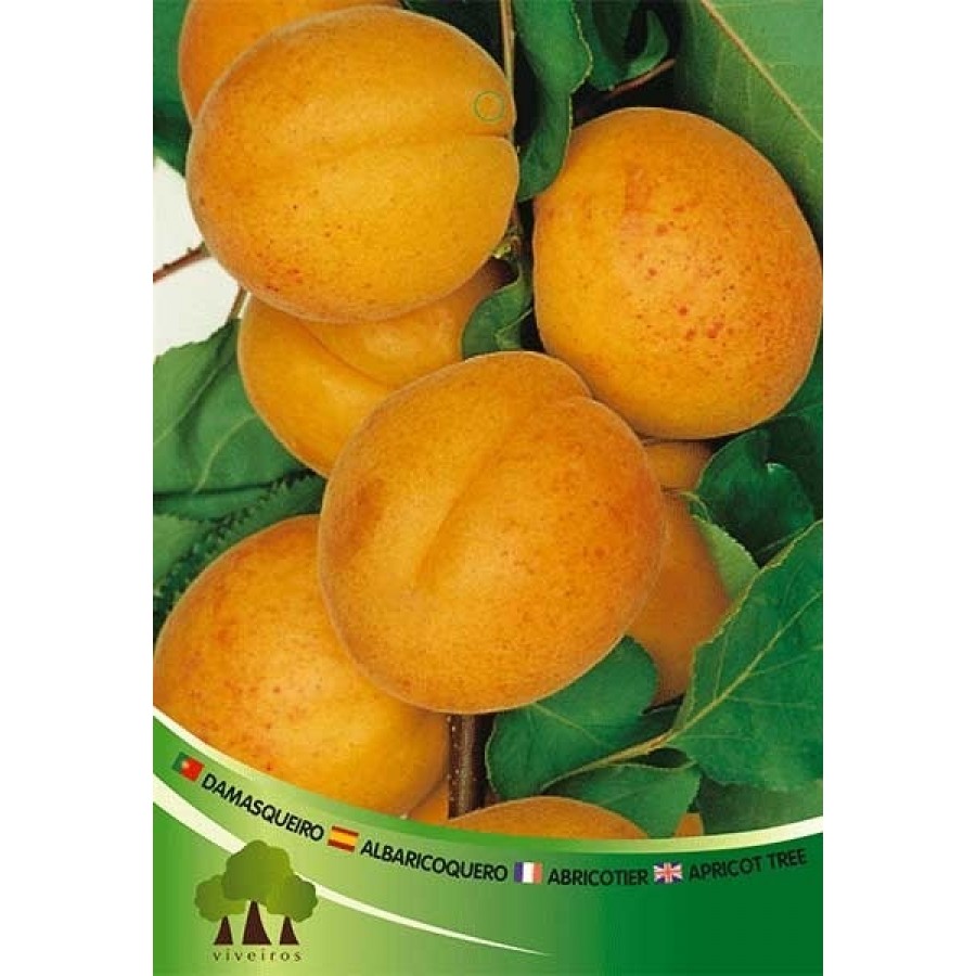 S.ARVORE FRUTO -DAMASQUEIRO EM VASO BOLIANA