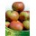 S.ARVORE FRUTO -MACIEIRA EM VASO RISCA DE PALMELA