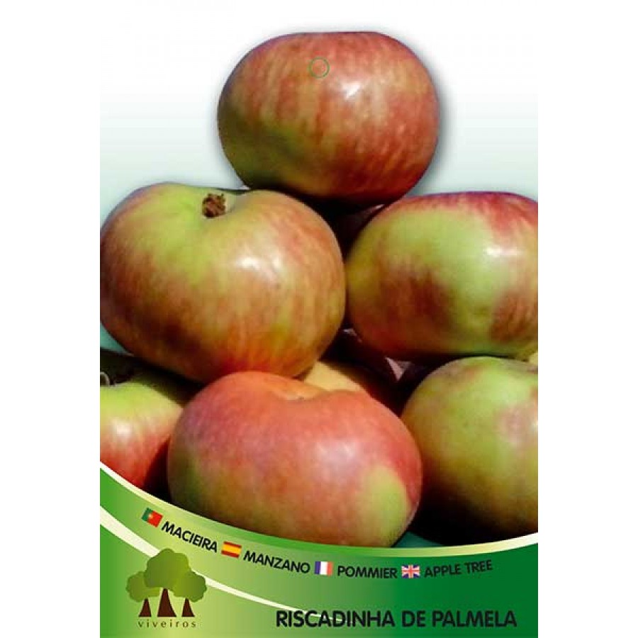S.ARVORE FRUTO -MACIEIRA EM VASO RISCA DE PALMELA S.ARVORE FRUTO -MACIEIRA EM VASO RISCA DE PALMELA