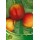 S.ARVORE FRUTO -NECTARINA EM VASO ARMKING