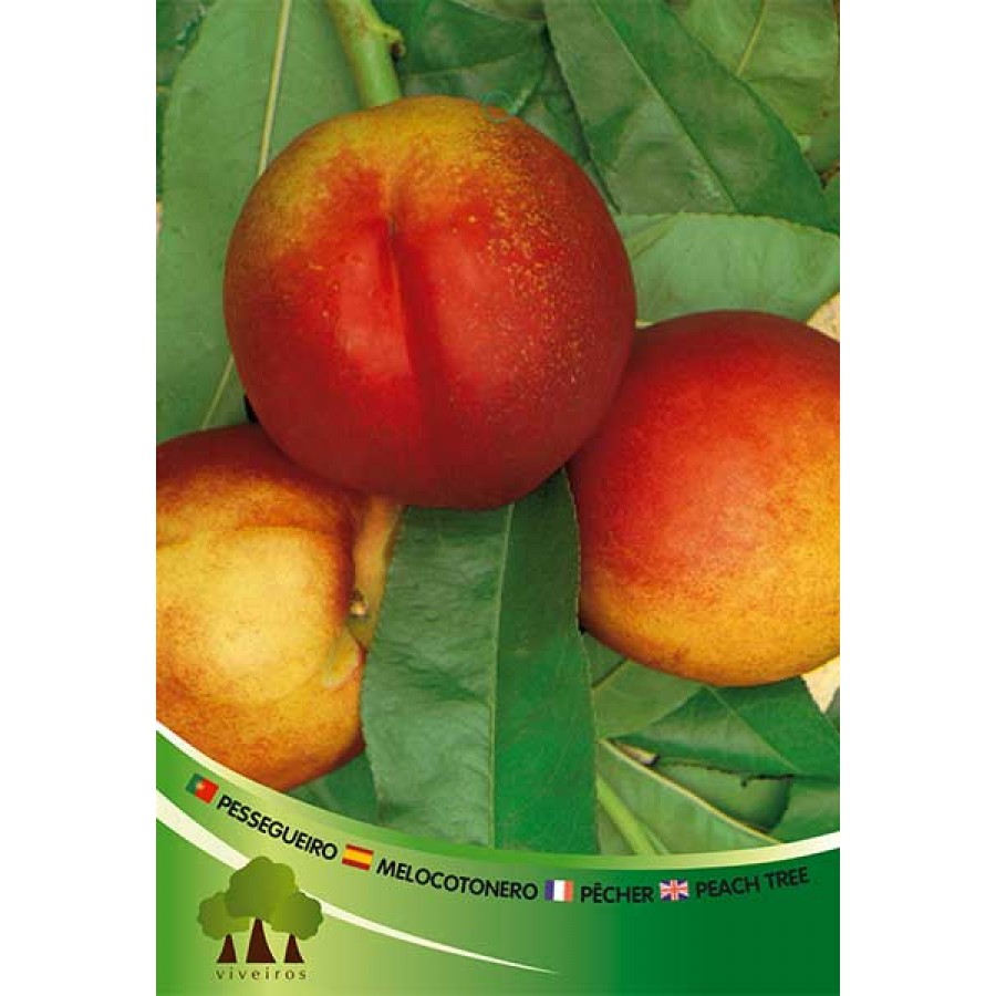 S.ARVORE FRUTO -NECTARINA EM VASO ARMKING S.ARVORE FRUTO -NECTARINA EM VASO ARMKING