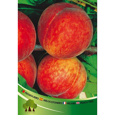 S.ARVORE FRUTO -PESSEGUEIRO EM VASO MAY CREST