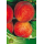 S.ARVORE FRUTO -PESSEGUEIRO EM VASO MAY CREST