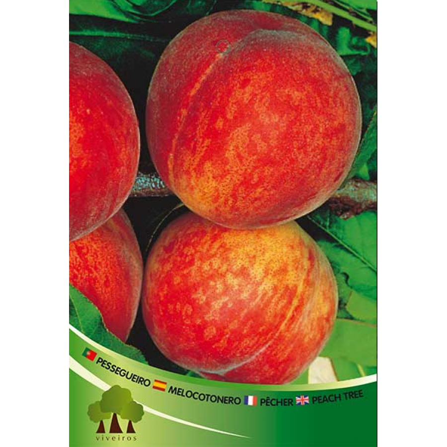 S.ARVORE FRUTO -PESSEGUEIRO EM VASO MAY CREST S.ARVORE FRUTO -PESSEGUEIRO EM VASO MAY CREST