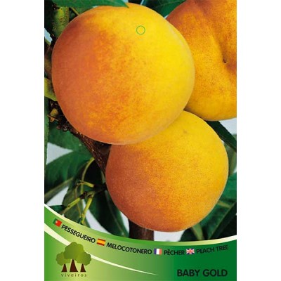 S.ARVORE FRUTO -PESSEGUEIRO EM VASO BABY GOLD