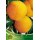 S.ARVORE FRUTO -PESSEGUEIRO EM VASO BABY GOLD