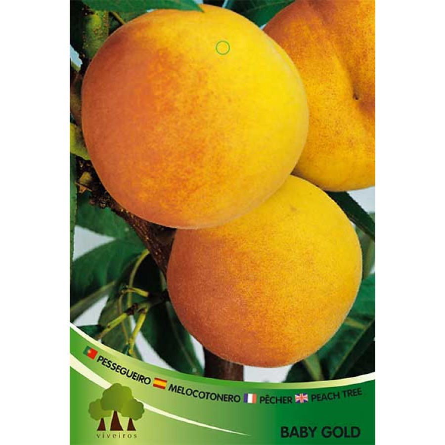 S.ARVORE FRUTO -PESSEGUEIRO EM VASO BABY GOLD S.ARVORE FRUTO -PESSEGUEIRO EM VASO BABY GOLD