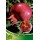 S.ARVORE FRUTO - ROMANZEIRA AKKO