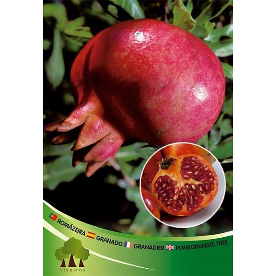 S.ARVORE FRUTO - ROMANZEIRA AKKO S.ARVORE FRUTO - ROMANZEIRA AKKO