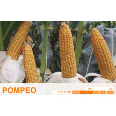 S.MILHO HIBRIDO ROCALBA POMPEO - CX 2.5 KILOS