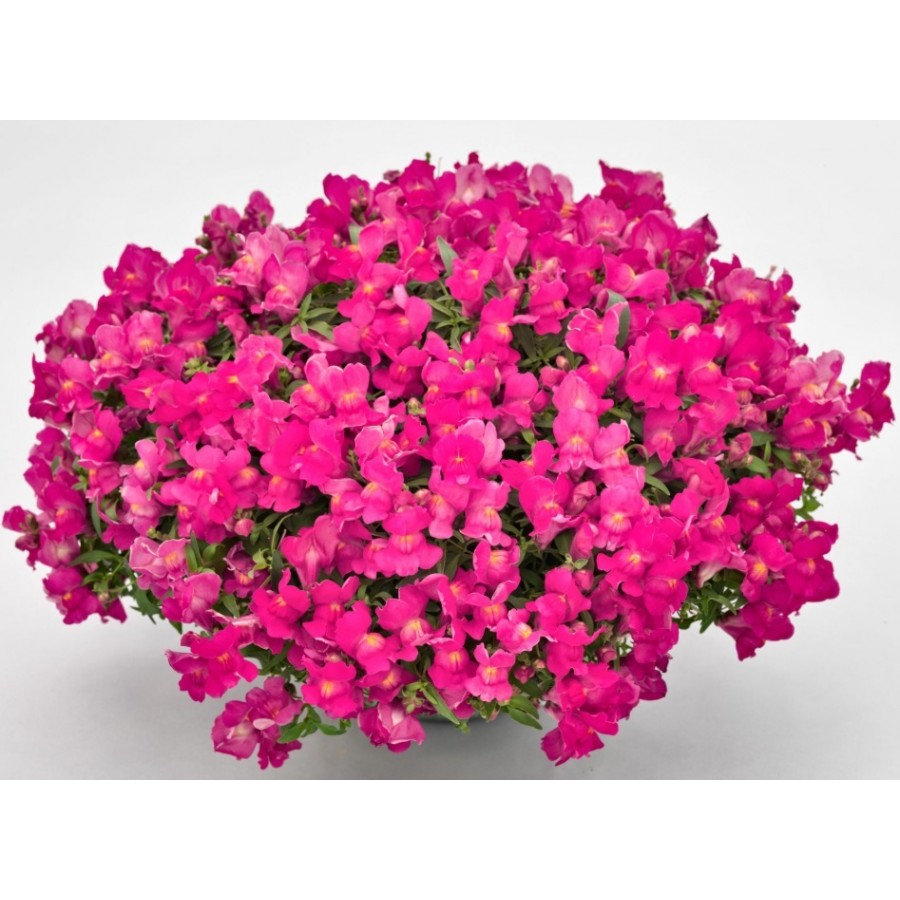 SEMENTES DE FLORES MILLIFLORA ANTIRRHINUM MAJUS F1 CANDY SHOWERS ROSE (ROSE) - 1000 SEMENTES SEMENTES DE FLORES MILLIFLORA ANTIRRHINUM MAJUS F1 CANDY SHOWERS ROSE (ROSE) - 1000 SEMENTES