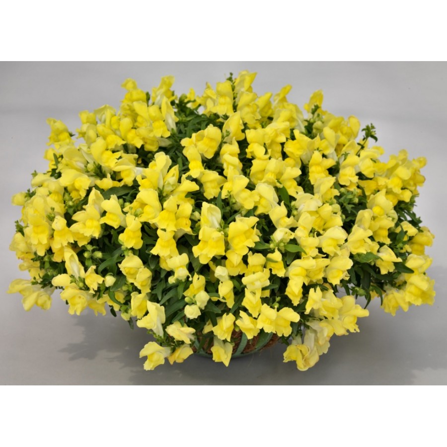 SEMENTES DE FLORES MILLIFLORA ANTIRRHINUM MAJUS F1 CANDY SHOWERS YELLOW (AMARELO) - 1000 SEMENTES SEMENTES DE FLORES MILLIFLORA ANTIRRHINUM MAJUS F1 CANDY SHOWERS YELLOW (AMARELO) - 1000 SEMENTES