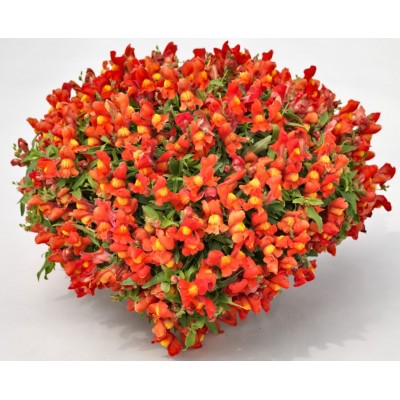 SEMENTES DE FLORES MILLIFLORA  ANTIRRHINUM MAJUS F1 CANDY SHOWERS ORANGE (LARANJA) - 1000 SEMENTES