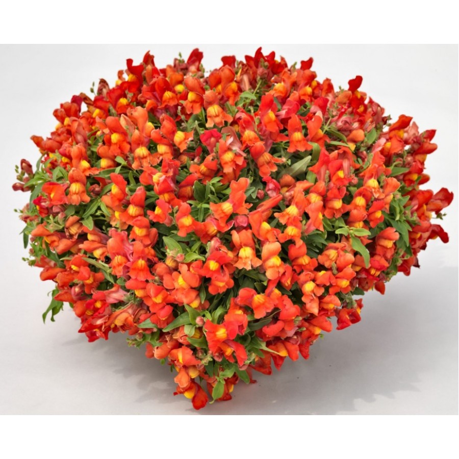 SEMENTES DE FLORES MILLIFLORA  ANTIRRHINUM MAJUS F1 CANDY SHOWERS ORANGE (LARANJA) - 1000 SEMENTES