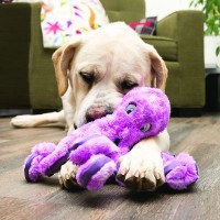 KONG BRINQUEDO PARA CÃES SOFTSEAS POLVO LARGE/GIANT KONG BRINQUEDO PARA CÃES SOFTSEAS POLVO LARGE/GIANT
