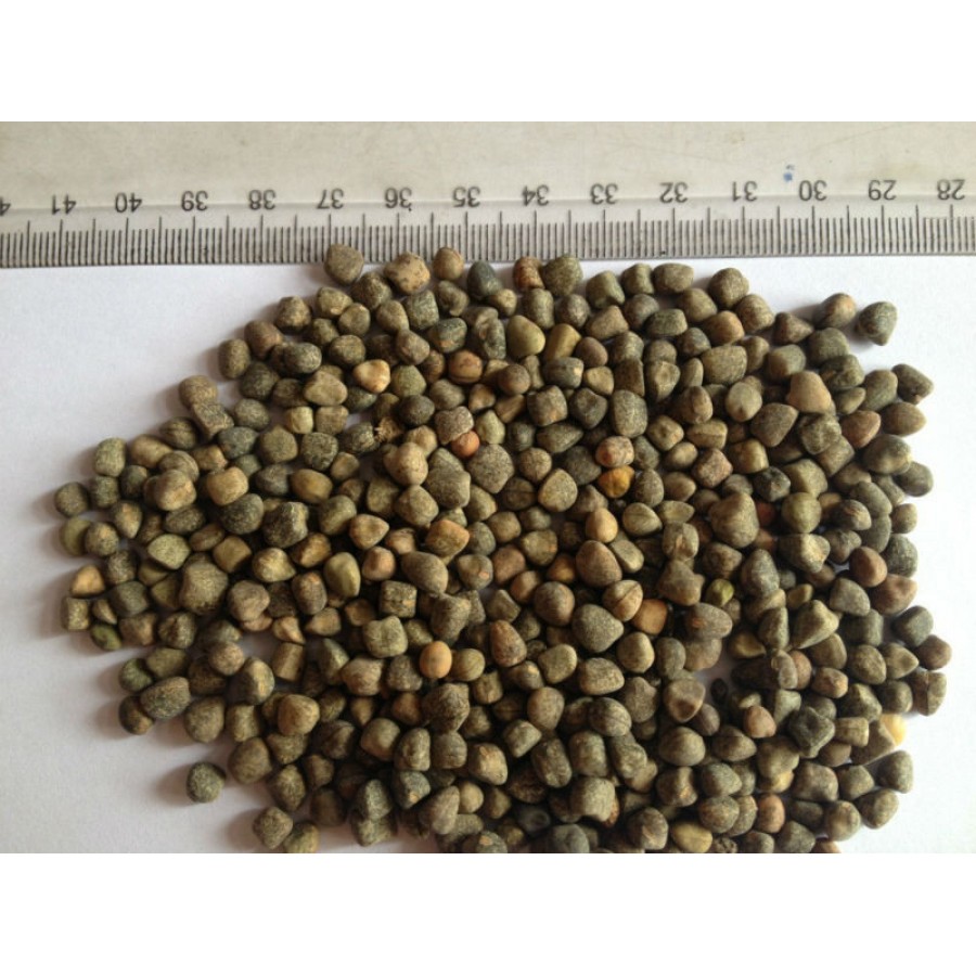 ALEIXO ERVILHACA - 1 KG ALEIXO ERVILHACA - 1 KG