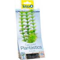 TETRA PLANTA DECORATIVA L AMBULIA