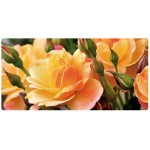 Roseiras