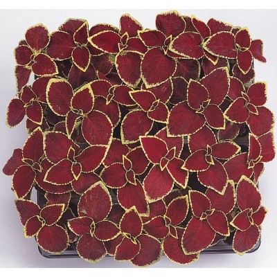 SEMENTES DE FLORES MILLIFLORA  COLEUS SOLENOSTEMON WIZARD SCARLET- 1000 SEMENTES
