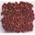 SEMENTES DE FLORES MILLIFLORA  COLEUS SOLENOSTEMON WIZARD SCARLET- 1000 SEMENTES