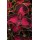 SEMENTES DE FLORES MILLIFLORA  COLEUS SOLENOSTEMON PREMIUM SUN CHOCOLATE COVERED CHERRY - 1000 SEMENTES