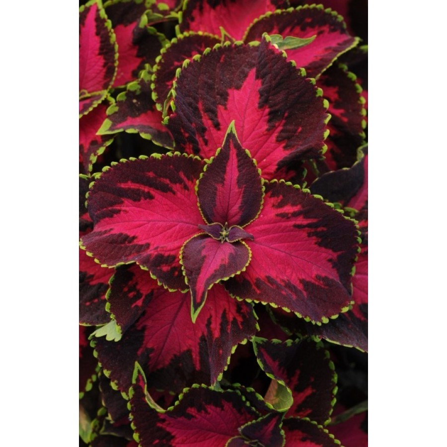 SEMENTES DE FLORES MILLIFLORA COLEUS SOLENOSTEMON PREMIUM SUN CHOCOLATE COVERED CHERRY - 1000 SEMENTES SEMENTES DE FLORES MILLIFLORA COLEUS SOLENOSTEMON PREMIUM SUN CHOCOLATE COVERED CHERRY - 1000 SEMENTES