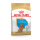 ROYAL CANIN POODLE PUPPY - 3 KG