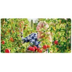 Arvores de Fruto