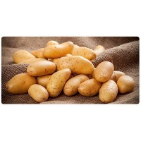 CABO MADEIRA ANCINHO 1.40M CABO MADEIRA ANCINHO 1.40M