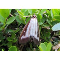 ECONEX FEROMONA TRAÇA DO BUXO "CIDALIMA PERSPECTALIS" 2MG 60 DIAS ECONEX FEROMONA TRAÇA DO BUXO "CIDALIMA PERSPECTALIS" 2MG 60 DIAS