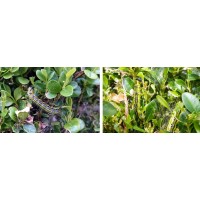ECONEX FEROMONA TRAÇA DO BUXO "CIDALIMA PERSPECTALIS" 2MG 60 DIAS ECONEX FEROMONA TRAÇA DO BUXO "CIDALIMA PERSPECTALIS" 2MG 60 DIAS