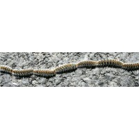 ECONEX FEROMONA THAUMETOPOEA PITYOCAMPA 60 DIAS ECONEX FEROMONA THAUMETOPOEA PITYOCAMPA 60 DIAS