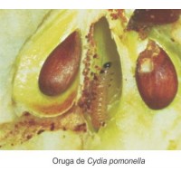 ECONEX FEROMONA CYDIA POMONELLA ECONEX FEROMONA CYDIA POMONELLA