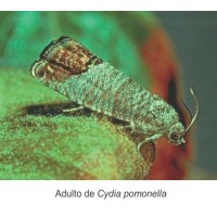 ECONEX FEROMONA CYDIA POMONELLA ECONEX FEROMONA CYDIA POMONELLA
