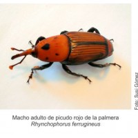 ECONEX ARMADILHA RHYNCHONEX 7.5 LT ECONEX ARMADILHA RHYNCHONEX 7.5 LT