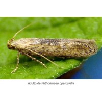 ECONEX FEROMONA P.OPERCULLELA ECONEX FEROMONA P.OPERCULLELA
