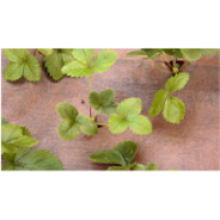 TELA PLANTEX BERRYMAX - BLISTER 1X5M ( 125G/M2) TELA PLANTEX BERRYMAX - BLISTER 1X5M ( 125G/M2)